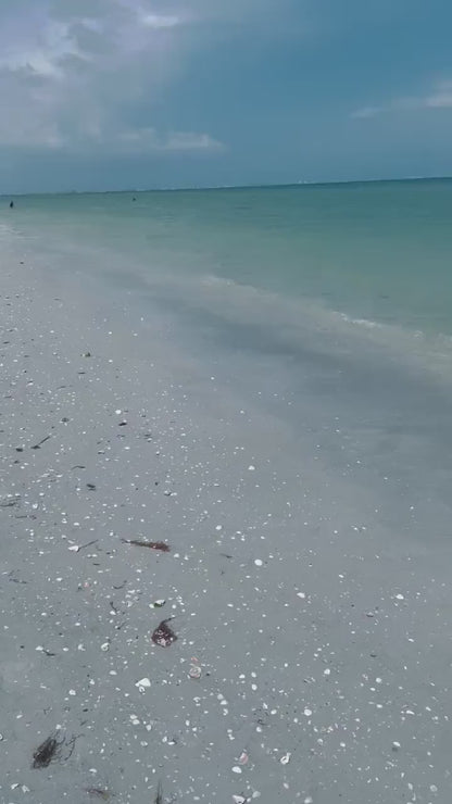 LETS GO SHELLING! Mixed Sanibel & Captiva Florida Beach Handpicked All Sizes Natural Seashells Shells Great for Crafting Coastal Home Décor