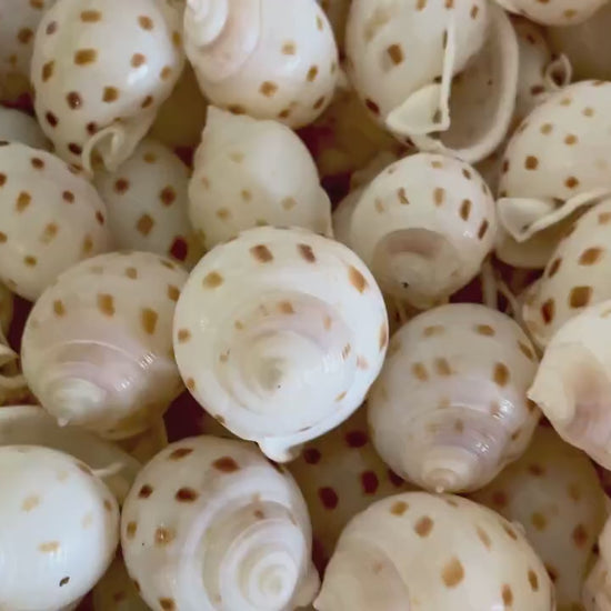 SCOTCH BONNET SHELLS * You Choose Quantity* 1.5-2" Natural Spotted Color White Brown Small Craft Seashells Cassis Pila Coastal Beach Décor