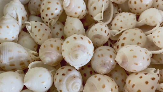 SCOTCH BONNET SHELLS * You Choose Quantity* 1.5-2" Natural Spotted Color White Brown Small Craft Seashells Cassis Pila Coastal Beach Décor