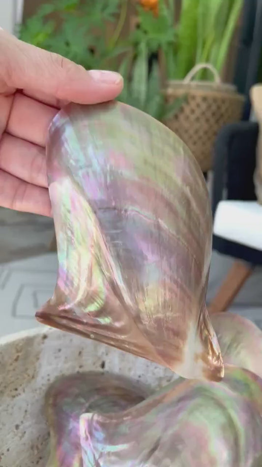 Iridescent Wing Oyster Shell: Brown Lip Mother of Pearl, Jewelry Pendant (2.5-6")