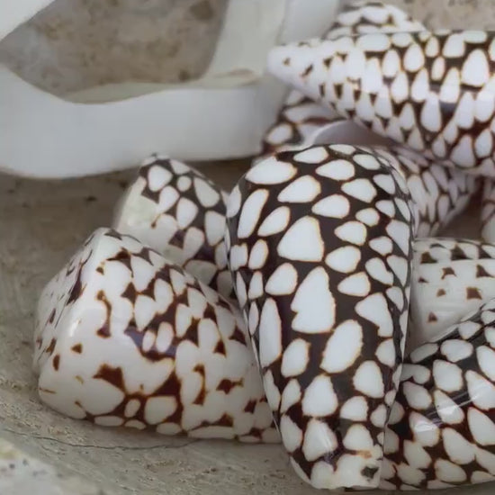 MARBLE CONE SHELLS *All Sizes* Natural White Brown Spots Conus Marmoreus Modern Seashell