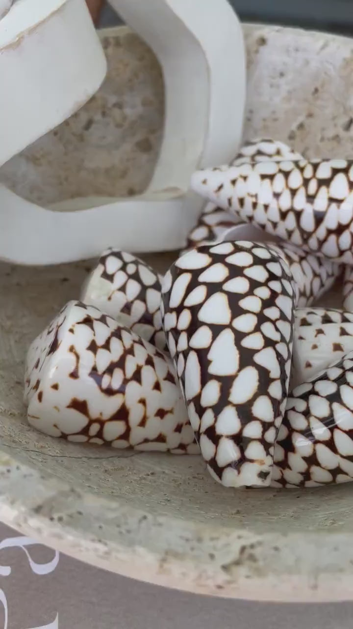 MARBLE CONE SHELLS *All Sizes* Natural White Brown Spots Conus Marmoreus Modern Seashell