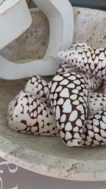 MARBLE CONE SHELLS *All Sizes* Natural White Brown Spots Conus Marmoreus Modern Seashell