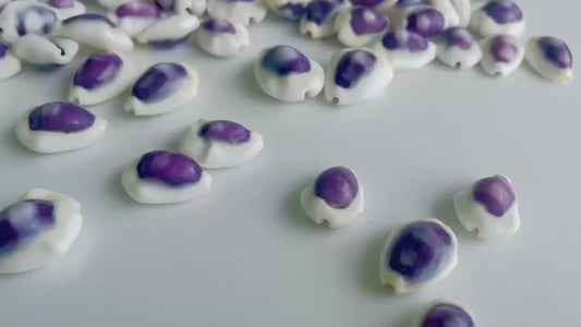 Purple Top Money Cowrie Shells *You Choose Quantity* .5-1" White  Small Craft Seashells