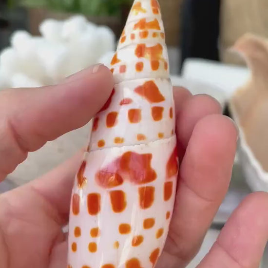 SPOTTED MITER SHELL *All Sizes* Natural Orange White Display Seashell Episcopal Beach House Décor