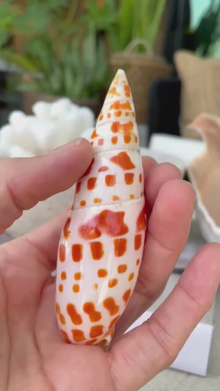 SPOTTED MITER SHELL *All Sizes* Natural Orange White Display Seashell Episcopal Beach House Décor