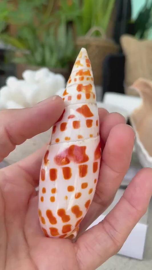 SPOTTED MITER SHELL *All Sizes* Natural Orange White Display Seashell Episcopal Beach House Décor