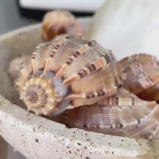 MAJOR HARP SHELLS *All Sizes* Natural Brown Peach Striped Display Seashell Coastal Décor
