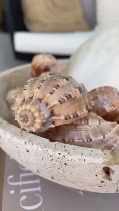 MAJOR HARP SHELLS *All Sizes* Natural Brown Peach Striped Display Seashell Coastal Décor