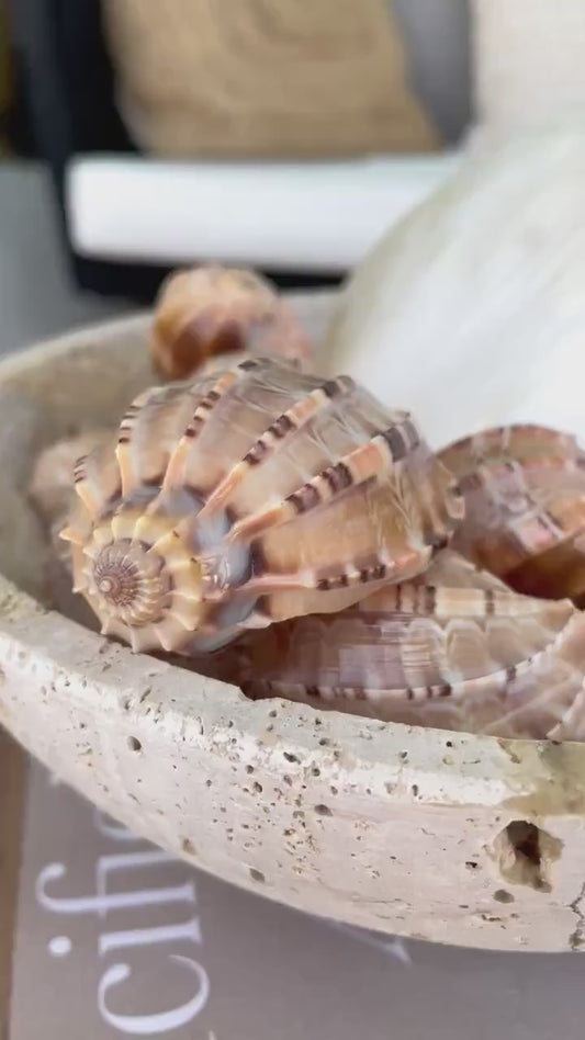 MAJOR HARP SHELLS *All Sizes* Natural Brown Peach Striped Display Seashell Coastal Décor