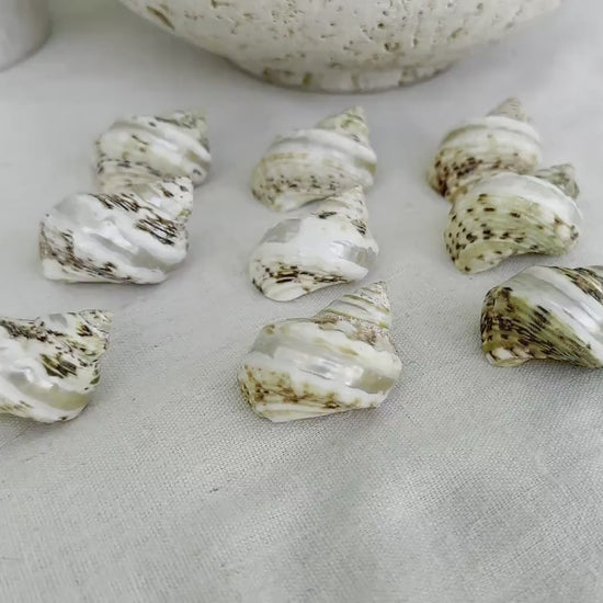 GOLDMOUTH TURBO SHELLS *1.5-2" Set of 3 *Natural Polished Banded Orange Hermit Crab Seashells Opening .75-1" Coastal Beach Home Décor