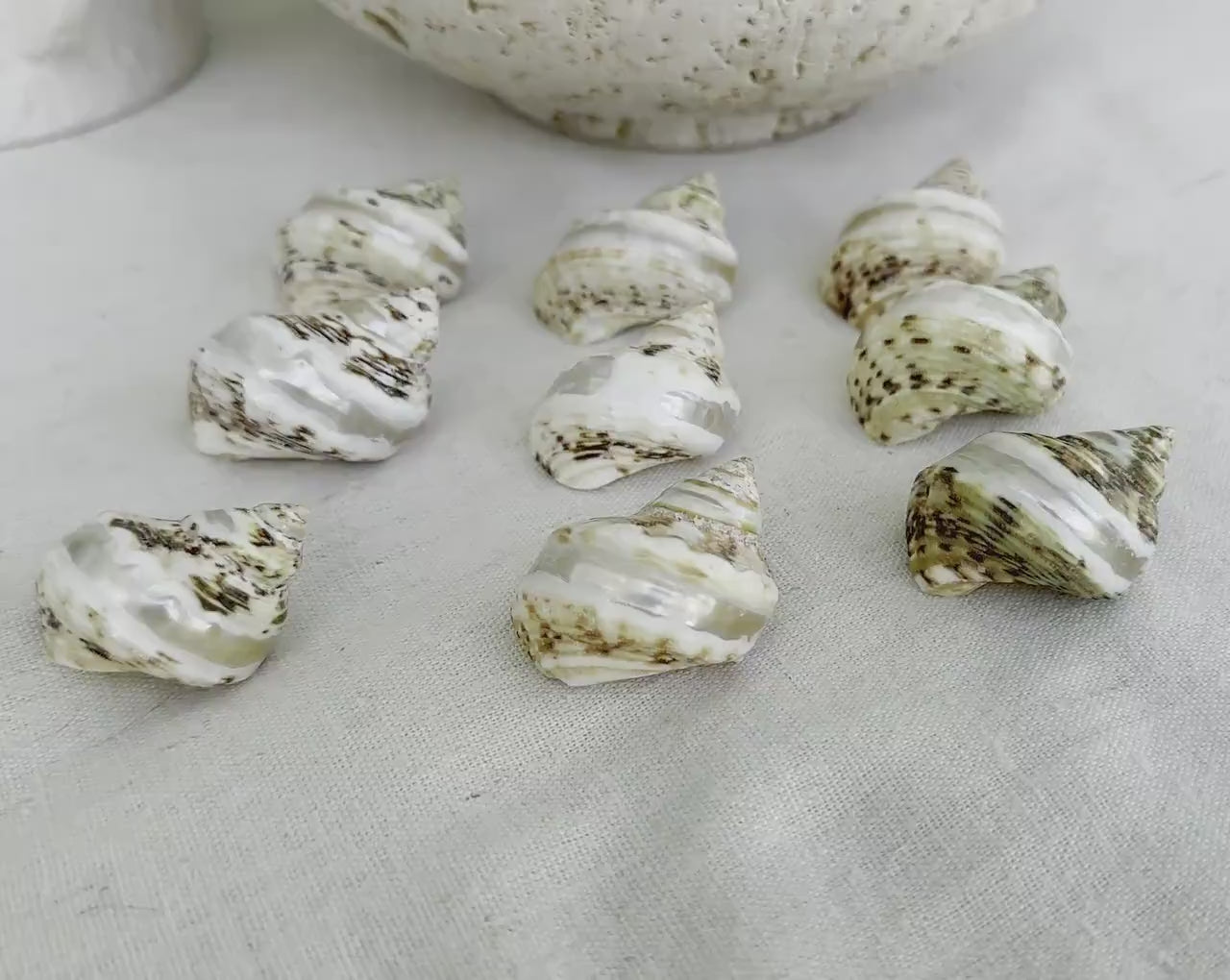 GOLDMOUTH TURBO SHELLS *1.5-2" Set of 3 *Natural Polished Banded Orange Hermit Crab Seashells Opening .75-1" Coastal Beach Home Décor