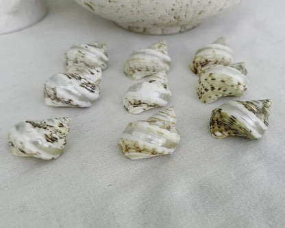 GOLDMOUTH TURBO SHELLS *1.5-2" Set of 3 *Natural Polished Banded Orange Hermit Crab Seashells Opening .75-1" Coastal Beach Home Décor