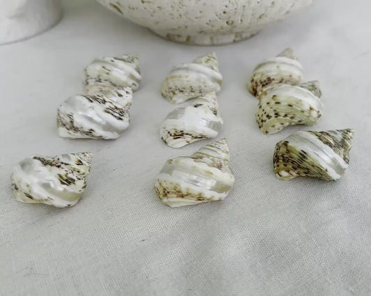 GOLDMOUTH TURBO SHELLS *1.5-2" Set of 3 *Natural Polished Banded Orange Hermit Crab Seashells Opening .75-1" Coastal Beach Home Décor