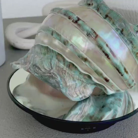 GIANT GREEN MARMORATUS  Turban Shell 8" X-Large Huge Conch Turbo Seashell Mother Of Pearl Polished Banded Coastal Décor Exact Specimen