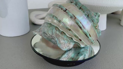 GIANT GREEN MARMORATUS  Turban Shell 8" X-Large Huge Conch Turbo Seashell Mother Of Pearl Polished Banded Coastal Décor Exact Specimen
