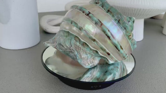 GIANT GREEN MARMORATUS  Turban Shell 8" X-Large Huge Conch Turbo Seashell Mother Of Pearl Polished Banded Coastal Décor Exact Specimen