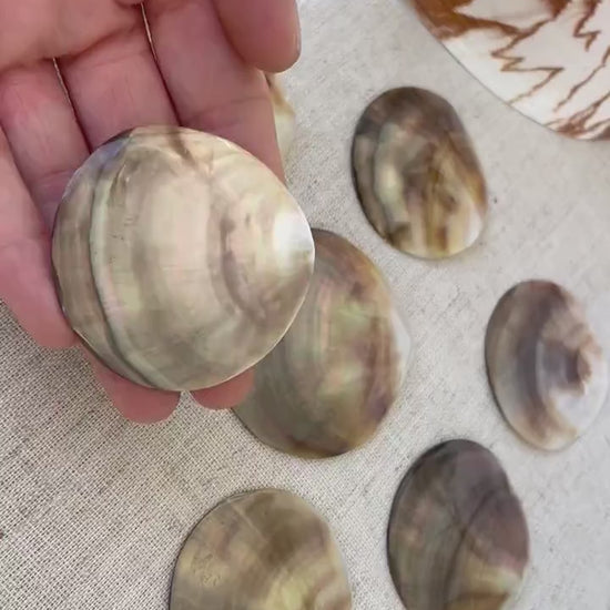 BROWN LIP ROUNDS Shells *Set of 3*  Mother of Pearl Polished Oyster Half 1-1.5" Jewelry Craft Seashells