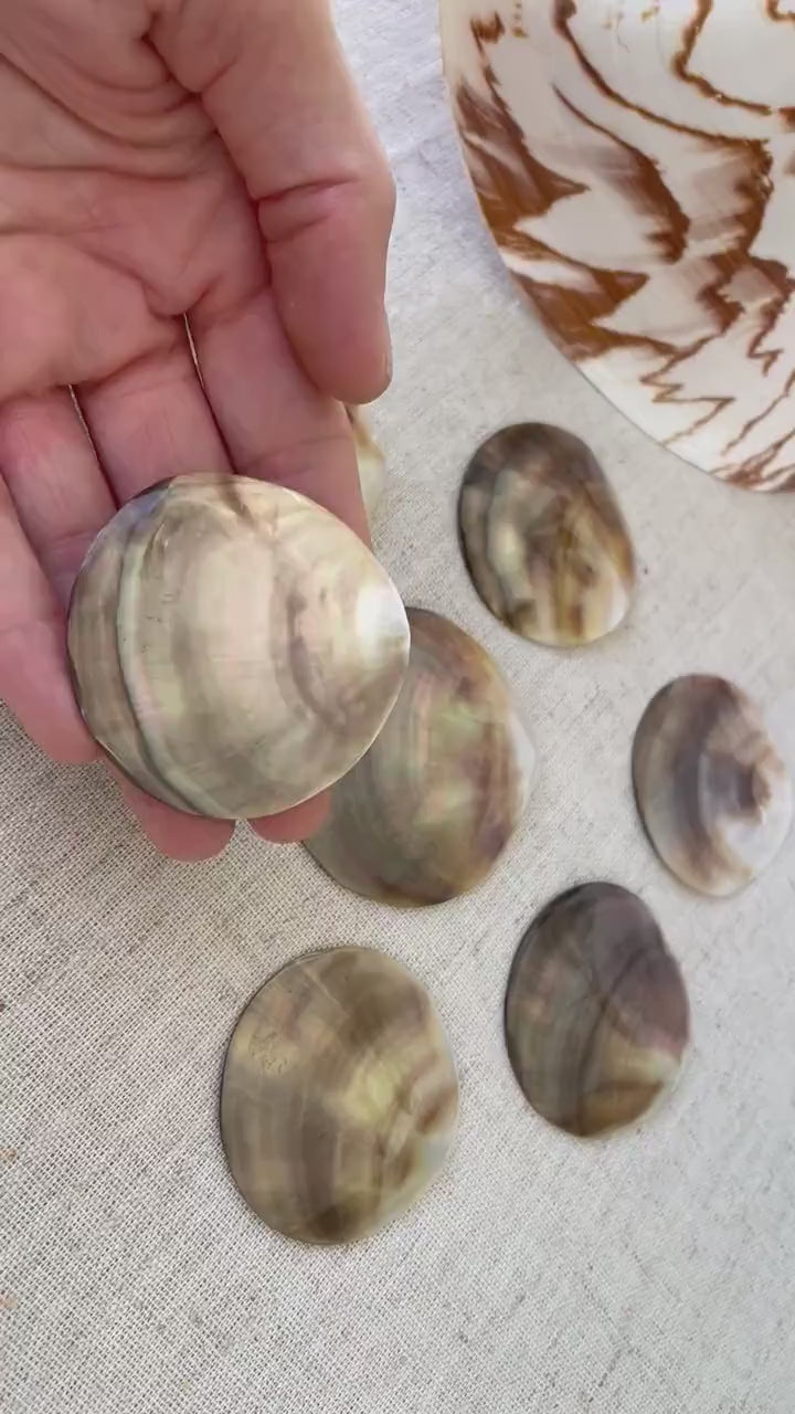 BROWN LIP ROUNDS Shells *Set of 3*  Mother of Pearl Polished Oyster Half 1-1.5" Jewelry Craft Seashells