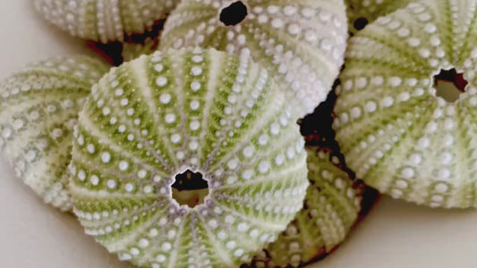 Mexican Green Urchin Shell (2-3") Beach Coastal Decor, Crafts