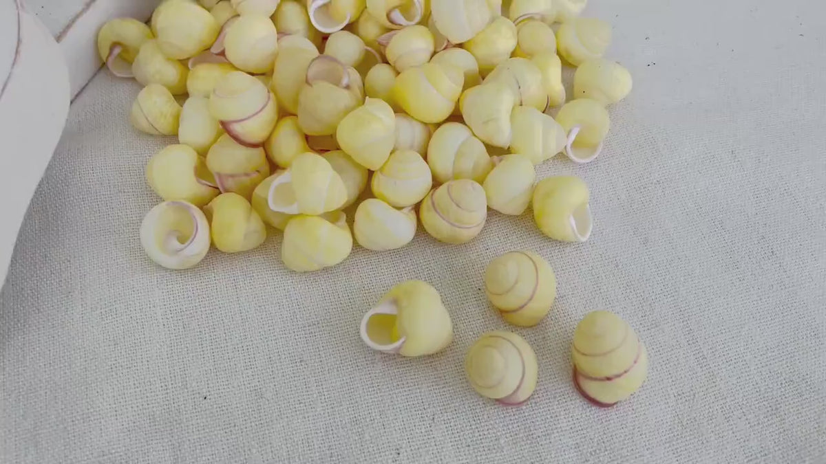 YELLOW LAND SNAIL Shells  3/4" *You Choose Quantity* Colored Small Craft Seashells Coastal