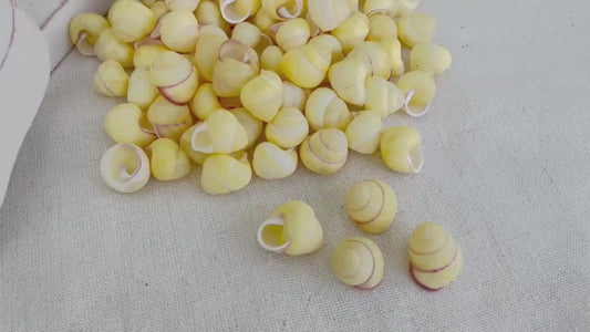 YELLOW LAND SNAIL Shells  3/4" *You Choose Quantity* Colored Small Craft Seashells Coastal