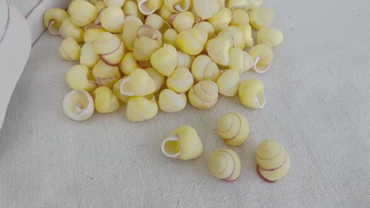 YELLOW LAND SNAIL Shells  3/4" *You Choose Quantity* Colored Small Craft Seashells Coastal