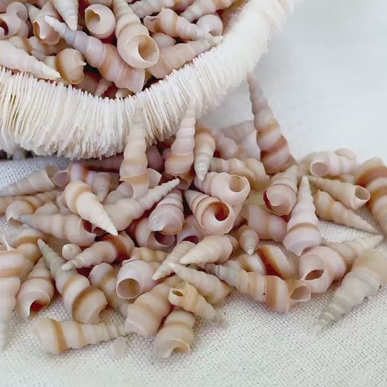 TINY TURRITELLA SHELLS Unicorn Horn* You Choose Quantity* .75-1.25" Natural Craft Seashells Purple Beige White Auger Mini Screw Coastal