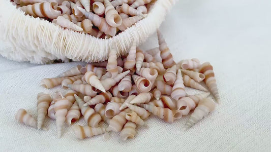 TINY TURRITELLA SHELLS Unicorn Horn* You Choose Quantity* .75-1.25" Natural Craft Seashells Purple Beige White Auger Mini Screw Coastal