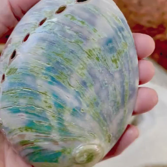 BLUE GREEN BUFFED High Shine Abalone Shells *All Sizes* Natural Iridescent Silver Mermaid Seashell Coastal Décor Gift Sage Dish