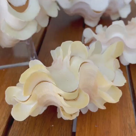 FLUTED CLAM PAIR Shell *All Sizes* Natural White Scaly Squamosa Tridacna Seashell Display Seashell