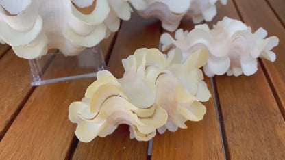 FLUTED CLAM PAIR Shell *All Sizes* Natural White Scaly Squamosa Tridacna Seashell Display Seashell