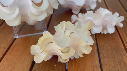 FLUTED CLAM PAIR Shell *All Sizes* Natural White Scaly Squamosa Tridacna Seashell Display Seashell