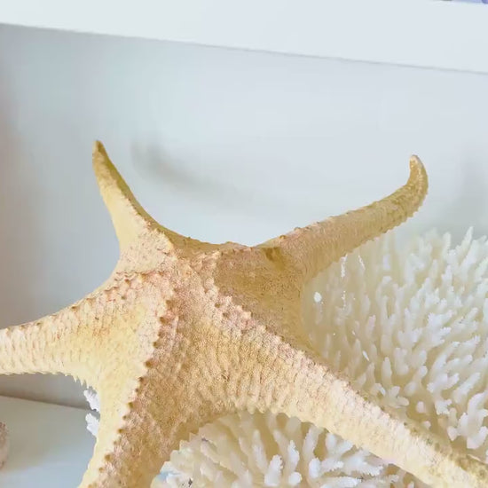 Rare WORLDS LARGEST 14-17" Pink Tip Starfish Beach Home Décor Mantle Piece Coastal Lovers Gift Golden pink Yellow Orange Seashells Shells
