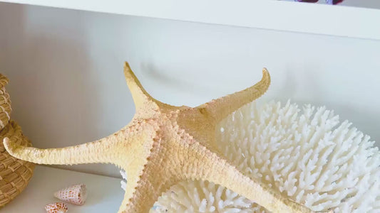 Rare WORLDS LARGEST 14-17" Pink Tip Starfish Beach Home Décor Mantle Piece Coastal Lovers Gift Golden pink Yellow Orange Seashells Shells