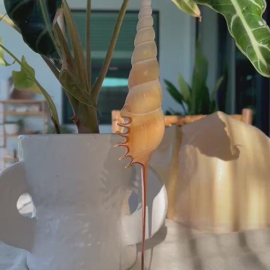 SHINBONE TIBIA Shells *All Sizes* Natural Orange Brown Display Seashells Fusus Coastal Beach Décor