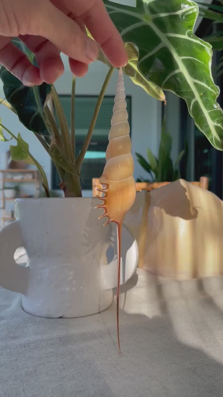 SHINBONE TIBIA Shells *All Sizes* Natural Orange Brown Display Seashells Fusus Coastal Beach Décor