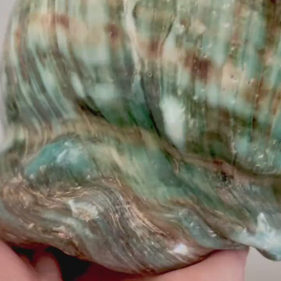 Green GIANT Polished Turban Shell, 7-8" Marmaoratus Turbo Coastal Décor