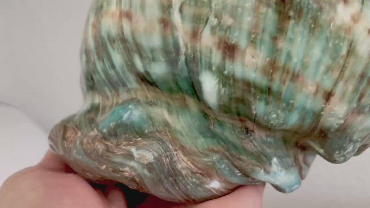 Green GIANT Polished Turban Shell, 7-8" Marmaoratus Turbo Coastal Décor