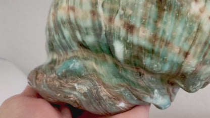 Green GIANT Polished Turban Shell, 7-8" Marmaoratus Turbo Coastal Décor