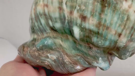 Green GIANT Polished Turban Shell, 7-8" Marmaoratus Turbo Coastal Décor