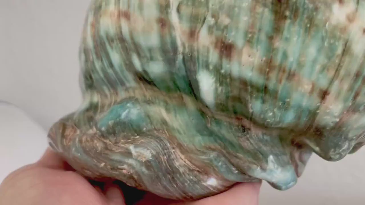 Green GIANT Polished Turban Shell, 7-8" Marmaoratus Turbo Coastal Décor