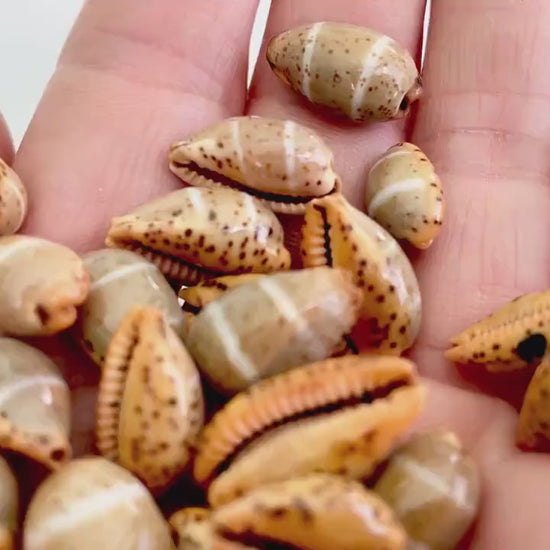 CYPRAEA LUTEA COWRIE Shell  .5-.75" Natural Orange Brown Striped Cowry Seashell