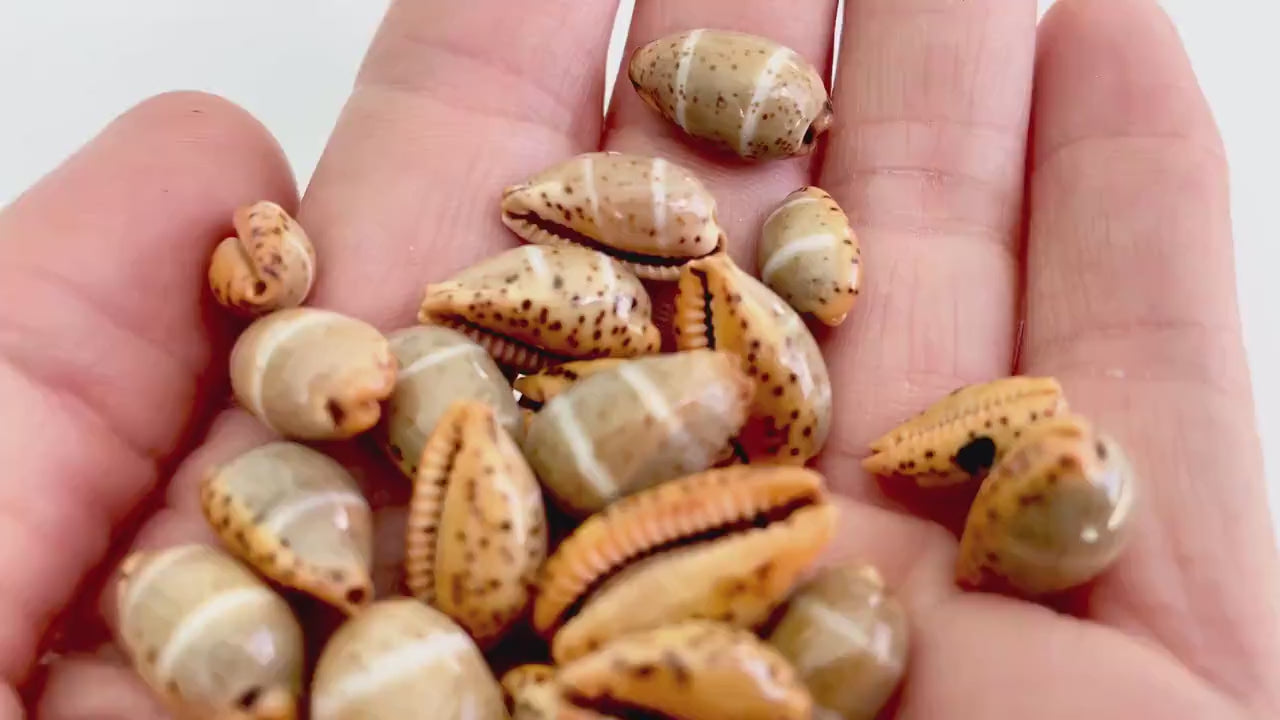 CYPRAEA LUTEA COWRIE Shell  .5-.75" Natural Orange Brown Striped Cowry Seashell