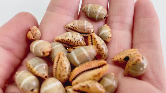 CYPRAEA LUTEA COWRIE Shell  .5-.75" Natural Orange Brown Striped Cowry Seashell