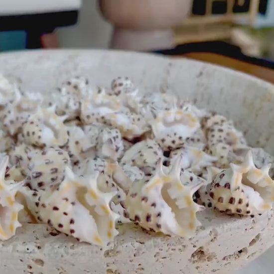 PACIFIC PRICKLY DRUPA Shells *You Choose Quantity* .75-1" Natural Orange White Spotted Small Craft Seashell Coastal beach Home Décor