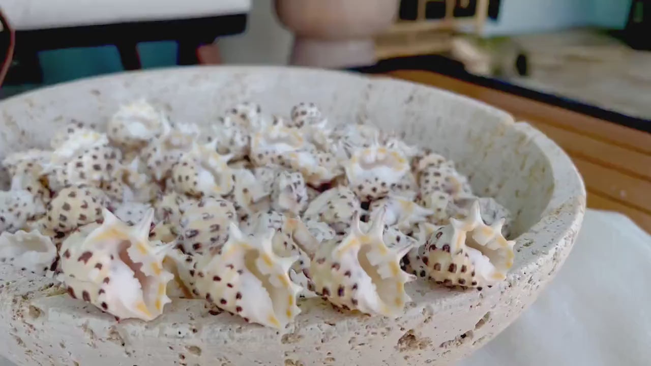 PACIFIC PRICKLY DRUPA Shells *You Choose Quantity* .75-1" Natural Orange White Spotted Small Craft Seashell Coastal beach Home Décor