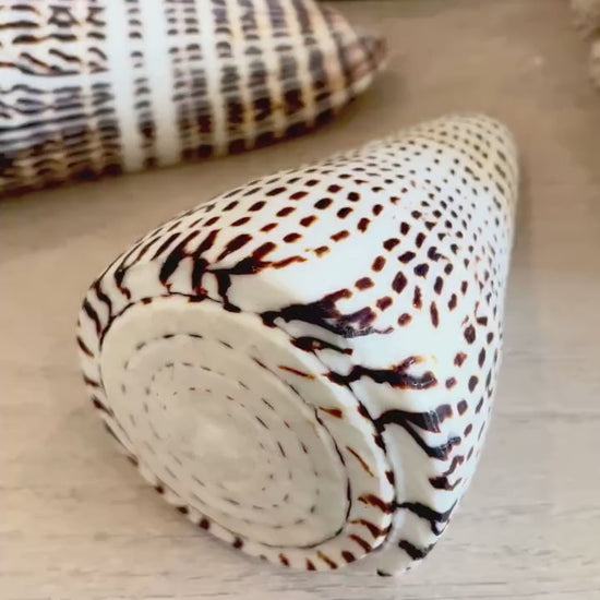 LEOPARD CONE SHELL Huge 4-6" *You Choose Size* Natural White Brown Spots Display Seashell Modern Coastal Home