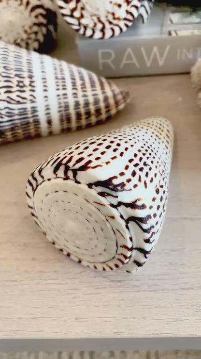 LEOPARD CONE SHELL Huge 4-6" *You Choose Size* Natural White Brown Spots Display Seashell Modern Coastal Home