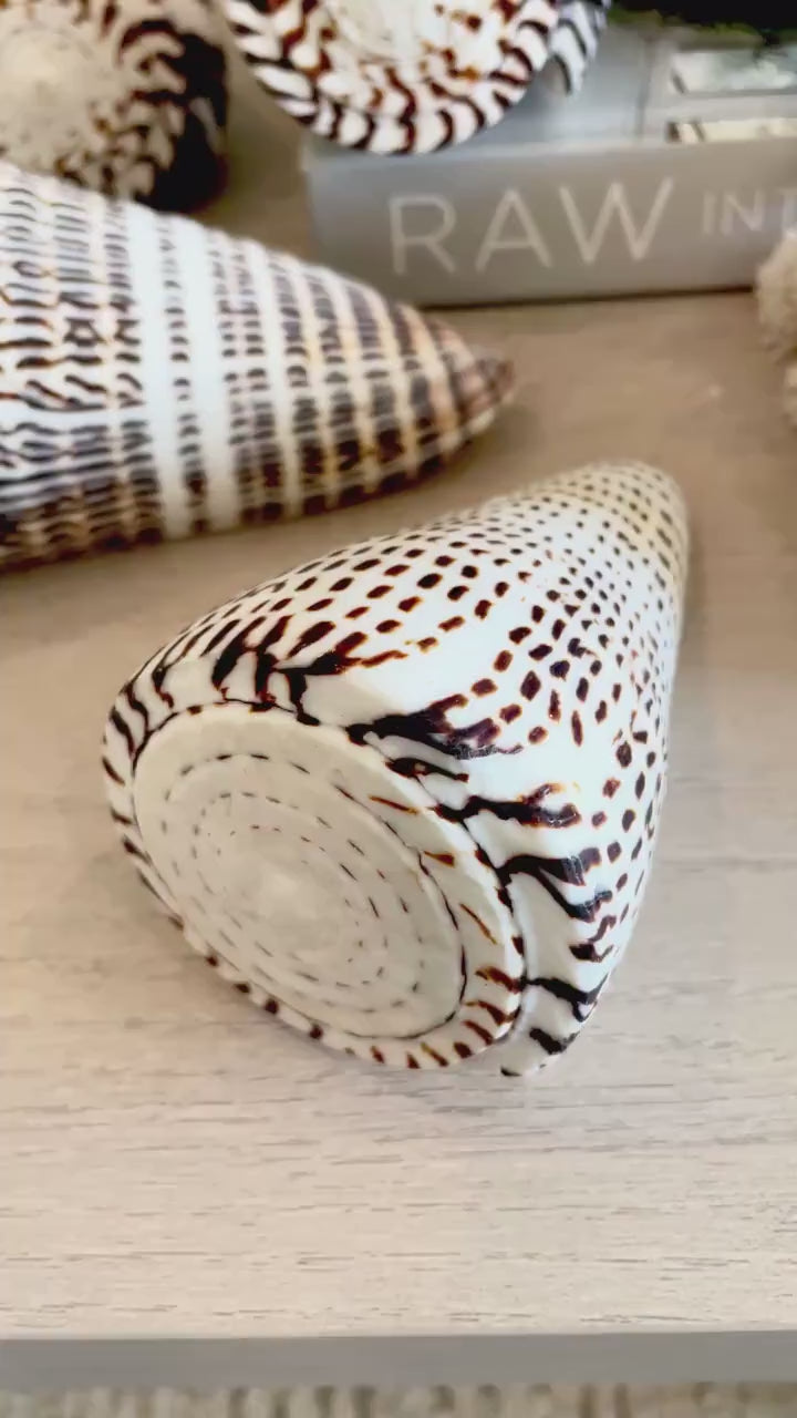 LEOPARD CONE SHELL Huge 4-6" *You Choose Size* Natural White Brown Spots Display Seashell Modern Coastal Home